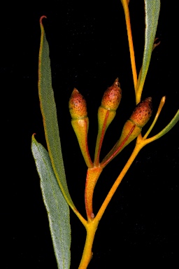 APII jpeg image of Eucalyptus alipes  © contact APII