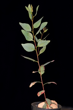 APII jpeg image of Eucalyptus surgens  © contact APII