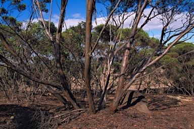 APII jpeg image of Eucalyptus talyuberlup  © contact APII