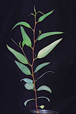 APII jpeg image of Eucalyptus tenera  © contact APII