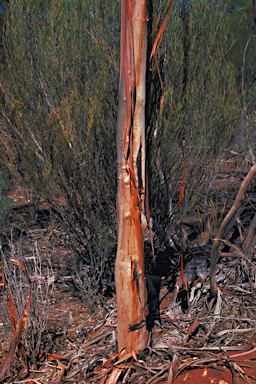 APII jpeg image of Eucalyptus tenuis  © contact APII