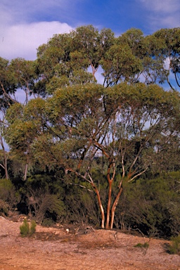 APII jpeg image of Eucalyptus tephroclada  © contact APII