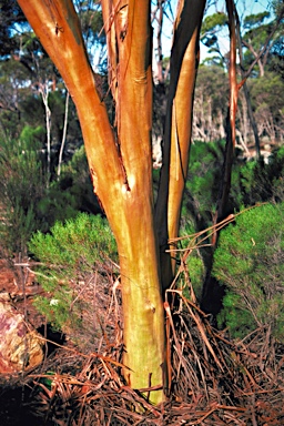 APII jpeg image of Eucalyptus terebra  © contact APII