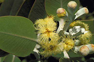 APII jpeg image of Eucalyptus pleurocarpa  © contact APII
