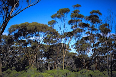 APII jpeg image of Eucalyptus tortilis  © contact APII