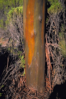 APII jpeg image of Eucalyptus tortilis  © contact APII