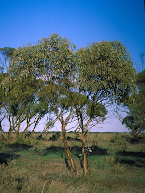 APII jpeg image of Eucalyptus calcareana  © contact APII