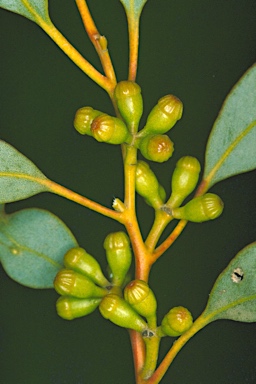 APII jpeg image of Eucalyptus gypsophila  © contact APII