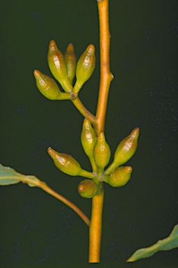 APII jpeg image of Eucalyptus incrassata x phenax  © contact APII