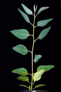 APII jpeg image of Eucalyptus gypsophila x phenax  © contact APII