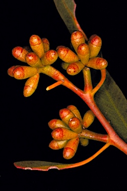 APII jpeg image of Eucalyptus uncinata  © contact APII