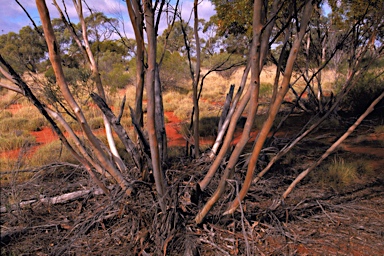 APII jpeg image of Eucalyptus sp. Mulga Rock (K.D.Hill & L.A.S.Johnson KH 2668)  © contact APII