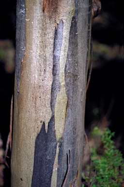 APII jpeg image of Eucalyptus utilis  © contact APII