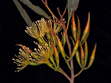APII jpeg image of Eucalyptus varia subsp. varia  © contact APII