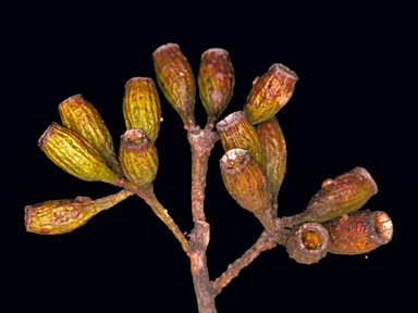 APII jpeg image of Eucalyptus varia subsp. salsuginosa  © contact APII
