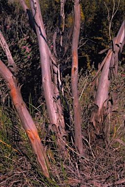 APII jpeg image of Eucalyptus varia subsp. salsuginosa  © contact APII