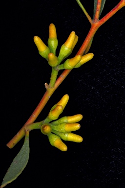 APII jpeg image of Eucalyptus vegrandis subsp. vegrandis  © contact APII