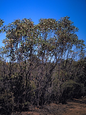 APII jpeg image of Eucalyptus vesiculosa  © contact APII