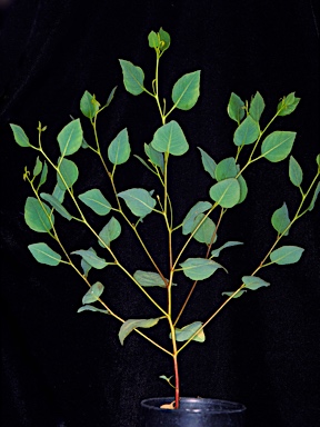 APII jpeg image of Eucalyptus vesiculosa  © contact APII