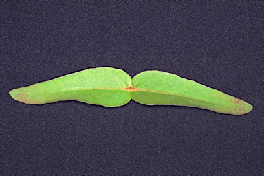 APII jpeg image of Eucalyptus viminalis subsp. cygnetensis  © contact APII