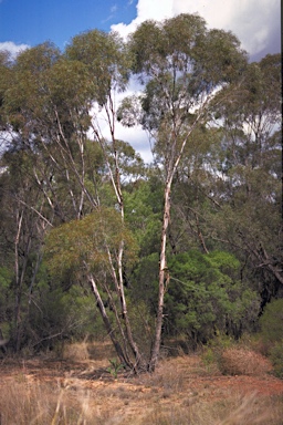 APII jpeg image of Eucalyptus viridis  © contact APII