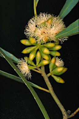 APII jpeg image of Eucalyptus viridis subsp. viridis  © contact APII