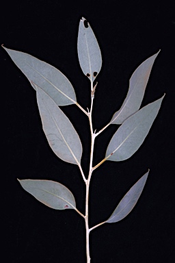 APII jpeg image of Eucalyptus vokesensis  © contact APII