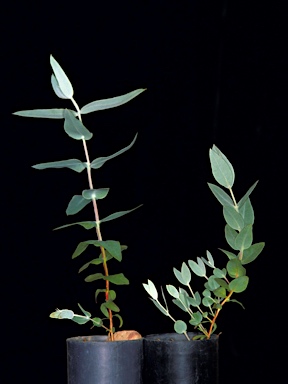 APII jpeg image of Eucalyptus vokesensis  © contact APII