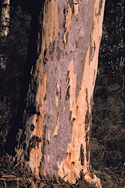 APII jpeg image of Eucalyptus wandoo subsp. wandoo  © contact APII