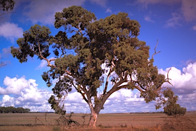 APII jpeg image of Eucalyptus wandoo subsp. pulverea  © contact APII