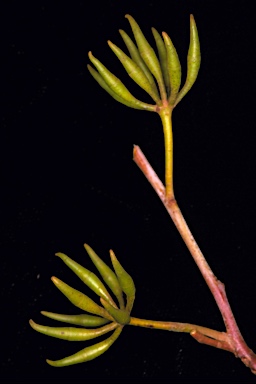 APII jpeg image of Eucalyptus wandoo subsp. pulverea  © contact APII