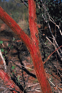 APII jpeg image of Eucalyptus websteriana  © contact APII