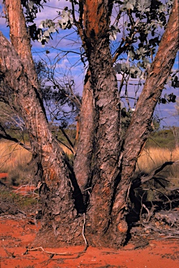 APII jpeg image of Eucalyptus wyolensis  © contact APII