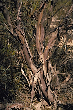 APII jpeg image of Eucalyptus xanthonema subsp. xanthonema  © contact APII