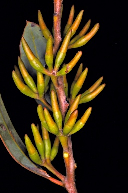 APII jpeg image of Eucalyptus xanthonema subsp. apposita  © contact APII