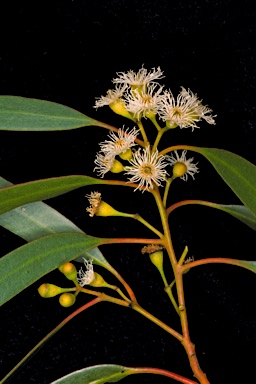 APII jpeg image of Eucalyptus yilgarnensis  © contact APII