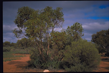 APII jpeg image of Eucalyptus yumbarrana  © contact APII