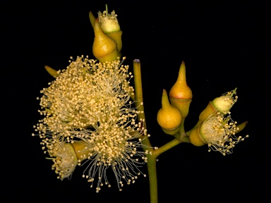 APII jpeg image of Eucalyptus socialis subsp. victoriensis  © contact APII