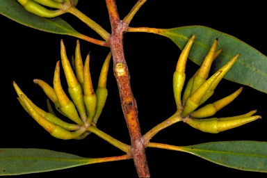 APII jpeg image of Eucalyptus luteola  © contact APII