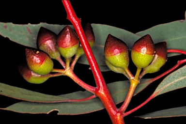 APII jpeg image of Eucalyptus crucis subsp. lanceolata  © contact APII