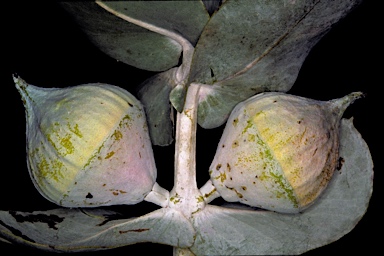 APII jpeg image of Eucalyptus macrocarpa subsp. macrocarpa  © contact APII