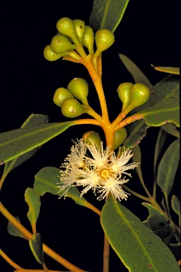 APII jpeg image of Eucalyptus eudesmioides subsp. Selachiana (M.I.H.Brooker 8129  © contact APII