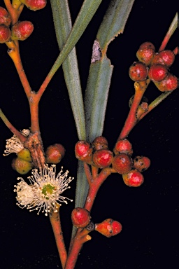 APII jpeg image of Eucalyptus angustissima subsp. quaerenda  © contact APII