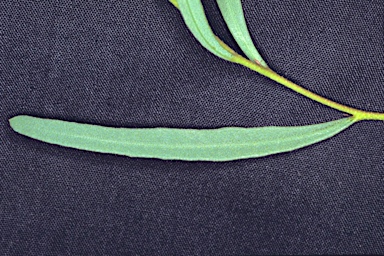 APII jpeg image of Eucalyptus angustissima subsp. quaerenda  © contact APII