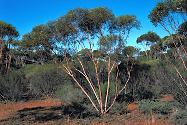 APII jpeg image of Eucalyptus cerasiformis  © contact APII