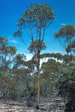 APII jpeg image of Eucalyptus valens  © contact APII