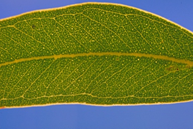 APII jpeg image of Eucalyptus arachnaea subsp. arrecta  © contact APII
