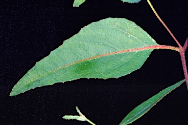 APII jpeg image of Eucalyptus arachnaea subsp. arrecta  © contact APII
