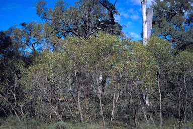 APII jpeg image of Eucalyptus aspersa  © contact APII