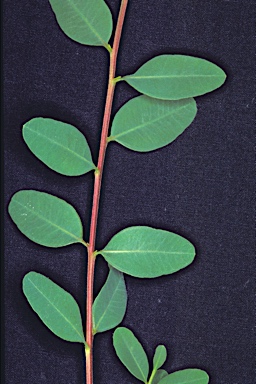APII jpeg image of Eucalyptus aspersa  © contact APII